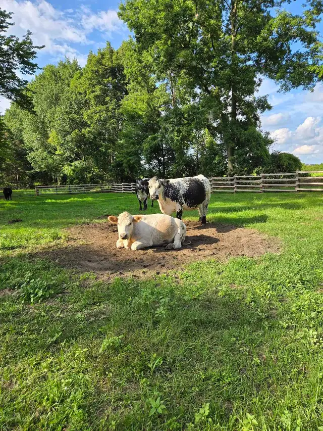 Livestock