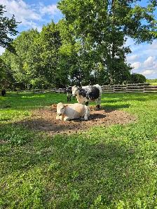 Livestock