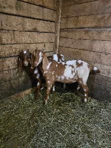 Livestock - Photo 2
