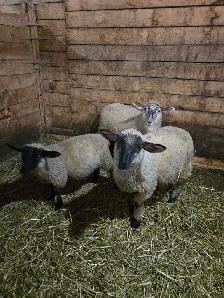 Livestock - Photo 3