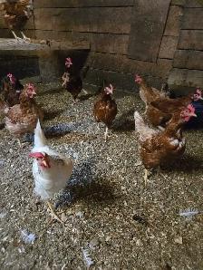 Livestock - Photo 4