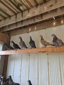 Livestock - Photo 5