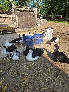 Livestock - Photo 6