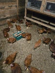 Livestock - Photo 7