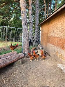 Livestock - Photo 8