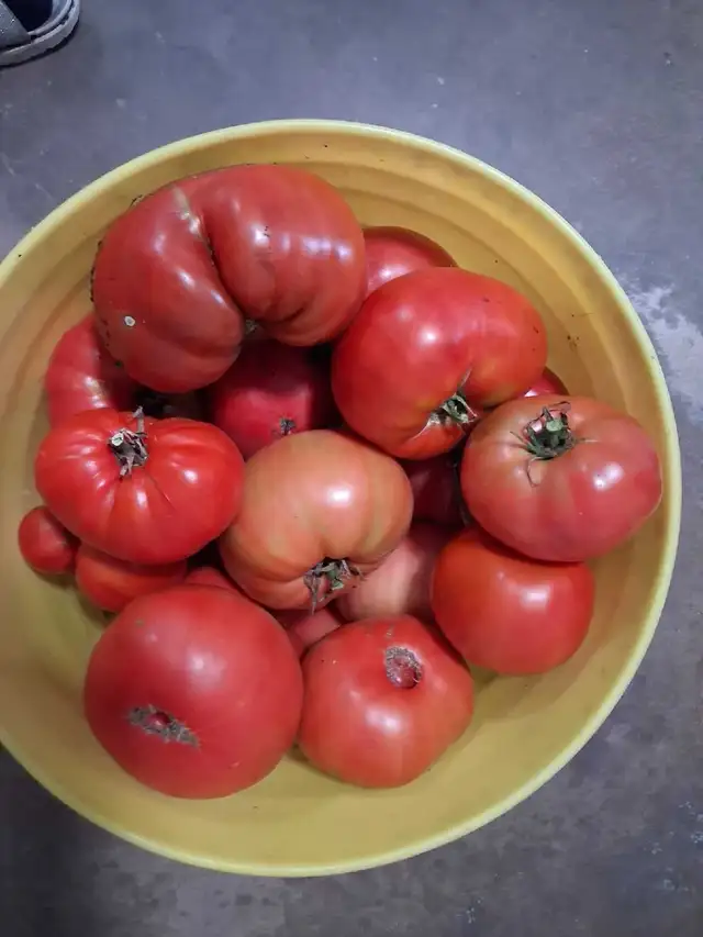 Fresh Garden Tomatoes for Sale