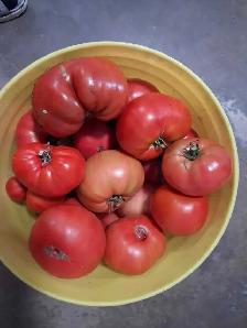 Fresh Garden Tomatoes for Sale
