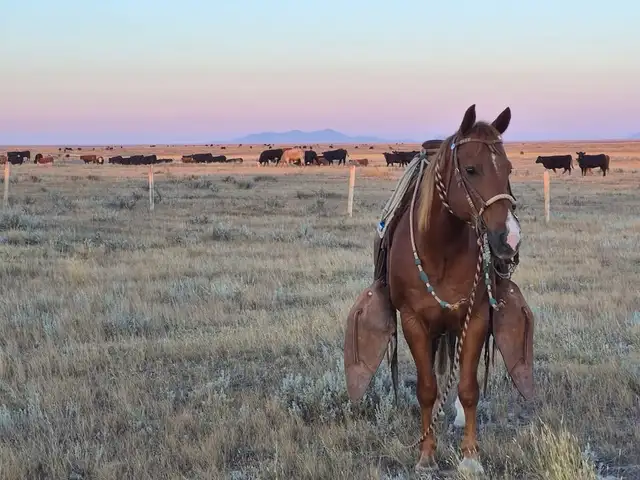 All Around Family Safe Gelding