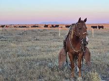 All Around Family Safe Gelding