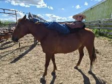 All Around Family Safe Gelding - Photo 2