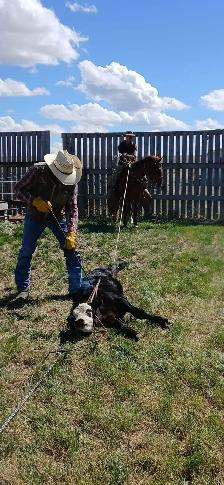 All Around Family Safe Gelding - Photo 3