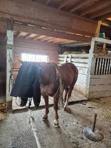 All Around Family Safe Gelding - Photo 4