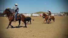 All Around Family Safe Gelding - Photo 5