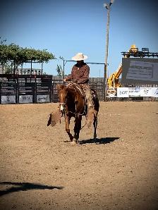 All Around Family Safe Gelding - Photo 6