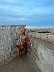 All Around Family Safe Gelding - Photo 7