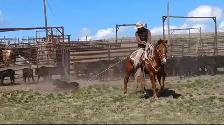 All Around Family Safe Gelding - Photo 8