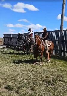 All Around Family Safe Gelding - Photo 9