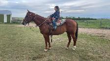 All Around Family Safe Gelding - Photo 10