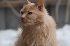 Cat Sitting Service available in South Red Deer.