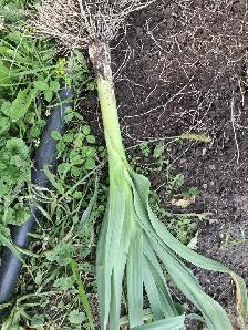 Fresh Garden Leek & Green Onion for sale