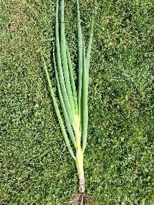 Fresh Garden Leek & Green Onion for sale - Photo 2