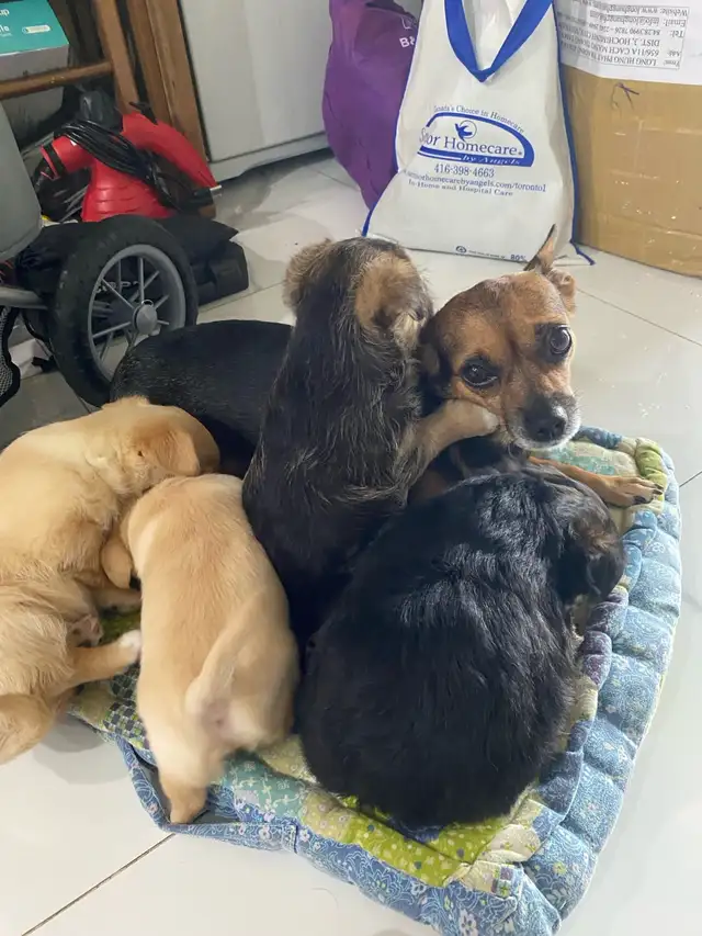 MALTESE/CHIHUAHUA PUPPY READY for their FOREVER HOME