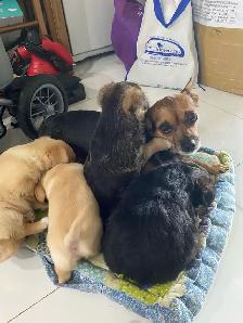 MALTESE/CHIHUAHUA PUPPY READY for their FOREVER HOME