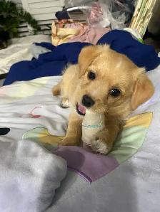 MALTESE/CHIHUAHUA PUPPY READY for their FOREVER HOME - Photo 2