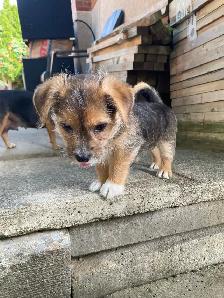 MALTESE/CHIHUAHUA PUPPY READY for their FOREVER HOME - Photo 3