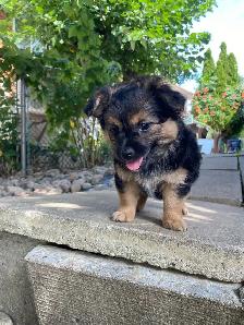 MALTESE/CHIHUAHUA PUPPY READY for their FOREVER HOME - Photo 4