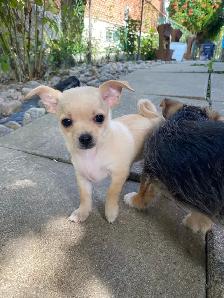 MALTESE/CHIHUAHUA PUPPY READY for their FOREVER HOME - Photo 5