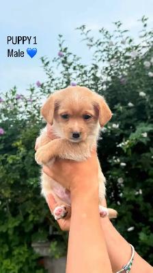 MALTESE/CHIHUAHUA PUPPY READY for their FOREVER HOME - Photo 6