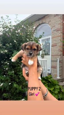 MALTESE/CHIHUAHUA PUPPY READY for their FOREVER HOME - Photo 7