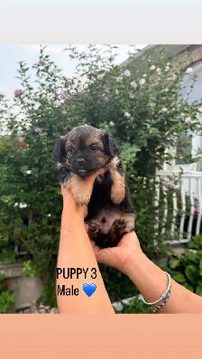 MALTESE/CHIHUAHUA PUPPY READY for their FOREVER HOME - Photo 8
