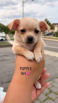 MALTESE/CHIHUAHUA PUPPY READY for their FOREVER HOME - Photo 9