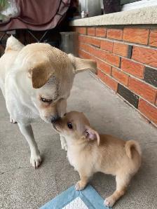 MALTESE/CHIHUAHUA PUPPY READY for their FOREVER HOME - Photo 10
