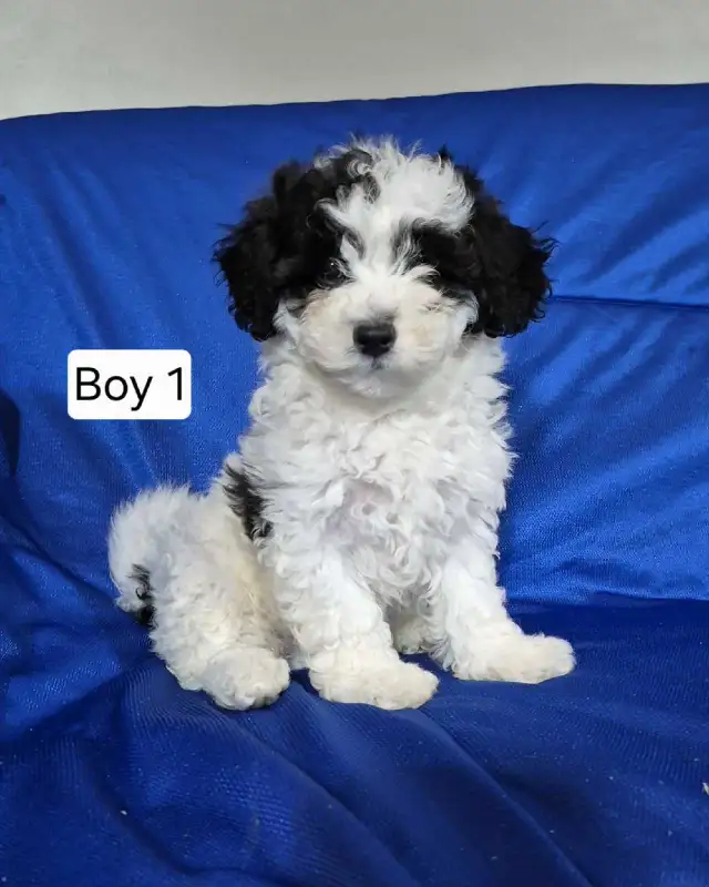 Maltipoo Puppies