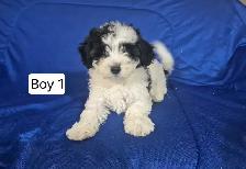 Maltipoo Puppies - Photo 2
