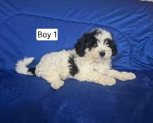 Maltipoo Puppies - Photo 3