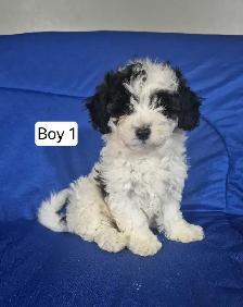 Maltipoo Puppies - Photo 4