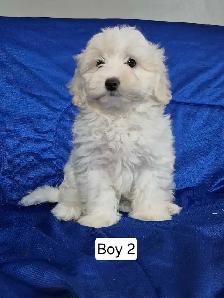 Maltipoo Puppies - Photo 5