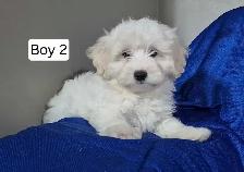Maltipoo Puppies - Photo 6