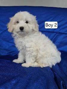Maltipoo Puppies - Photo 7