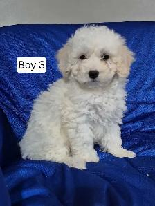 Maltipoo Puppies - Photo 8