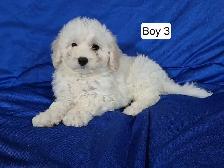 Maltipoo Puppies - Photo 9