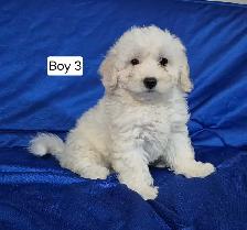 Maltipoo Puppies - Photo 10