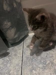 2 Kittens available