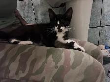 2 Kittens available - Photo 2