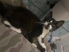 2 Kittens available - Photo 3