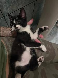 2 Kittens available - Photo 4